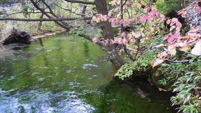 清水川。水面に映った緑がキレイ...